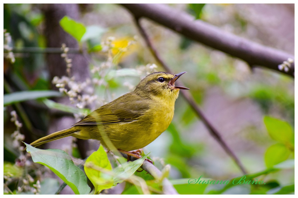 Two-banded Warbler - ML268861361