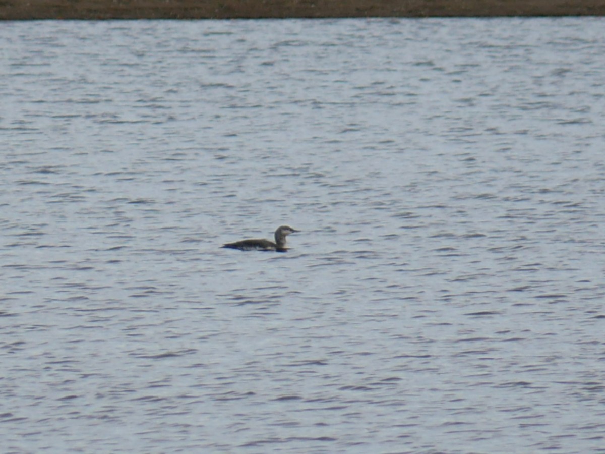 Red-throated Loon - ML268861541