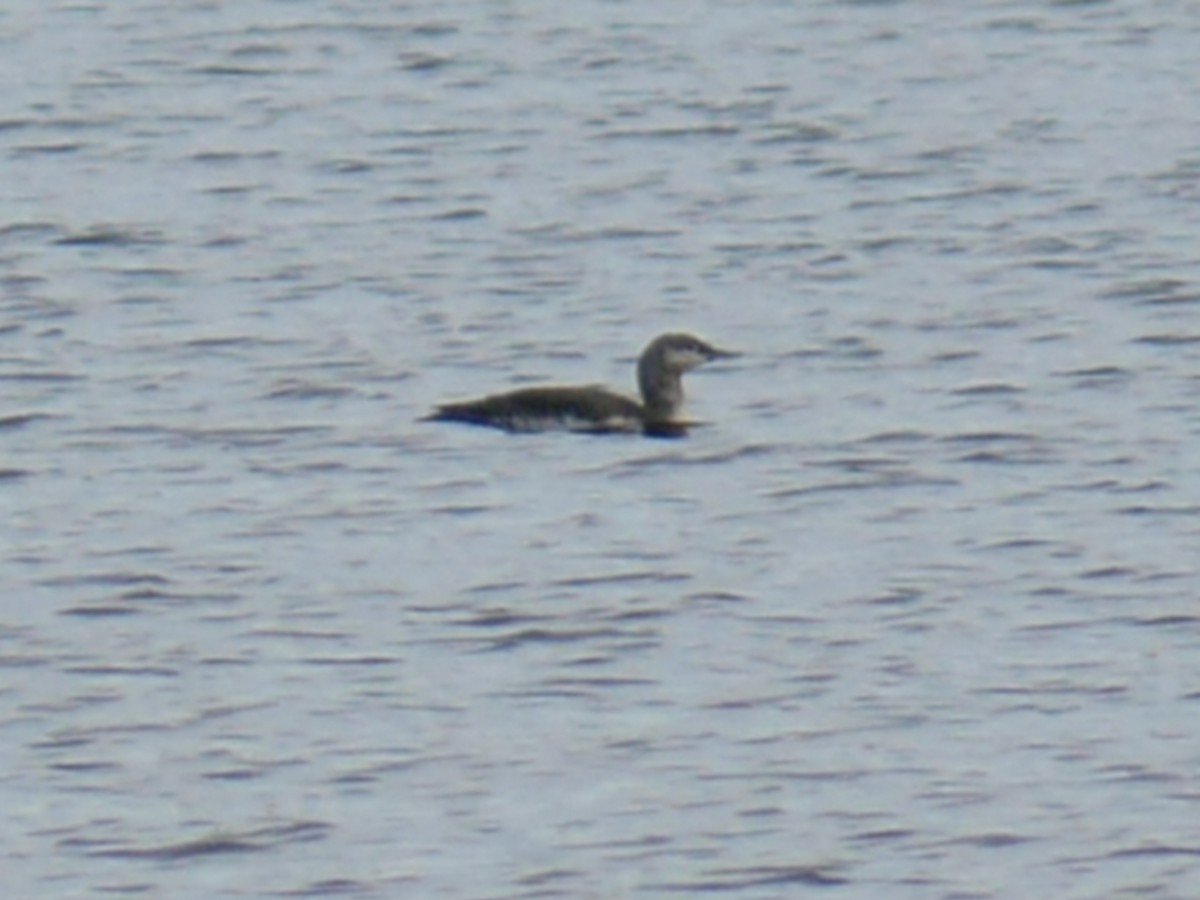 Red-throated Loon - ML268861841