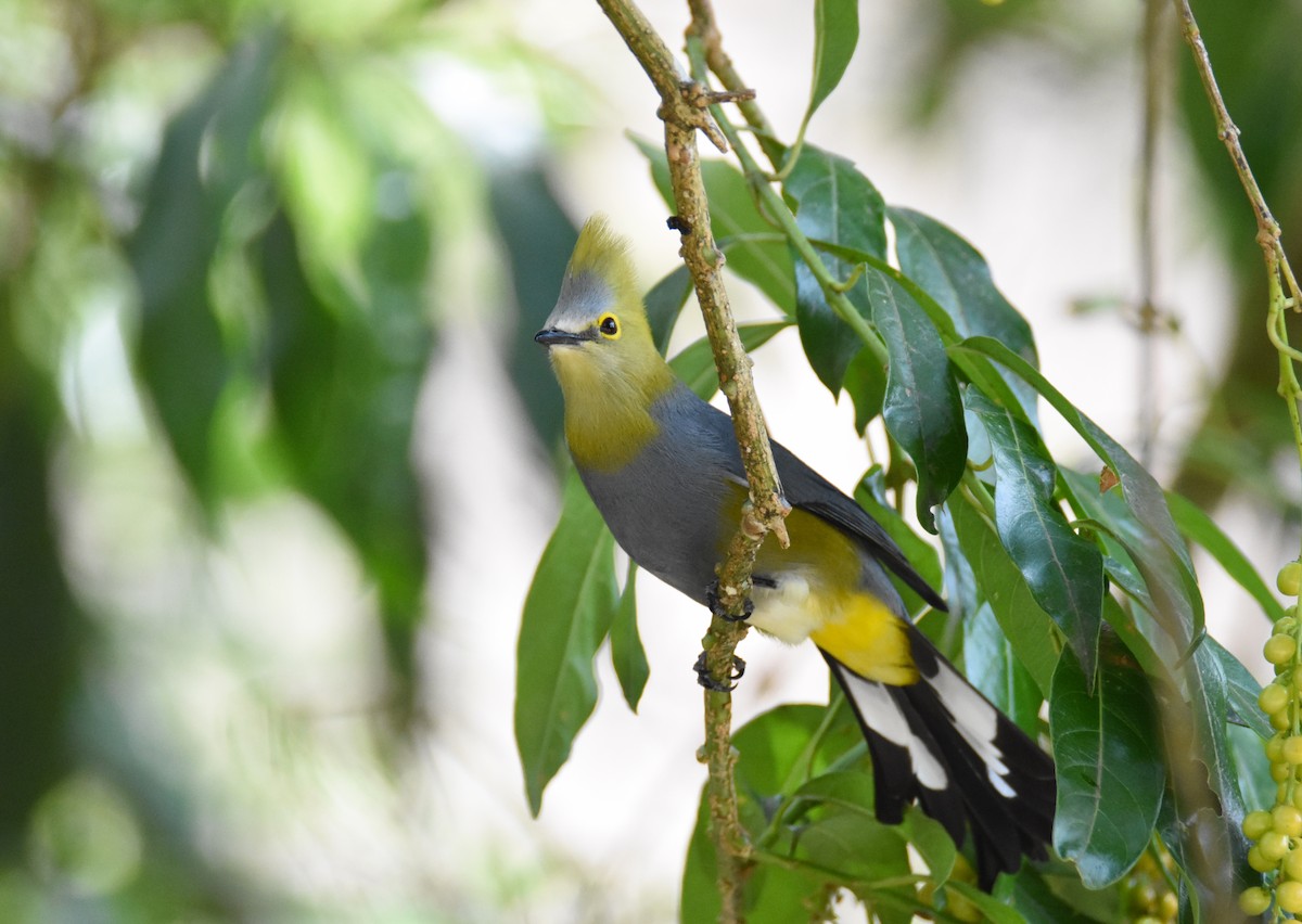 Long-tailed Silky-flycatcher - Luke Berg