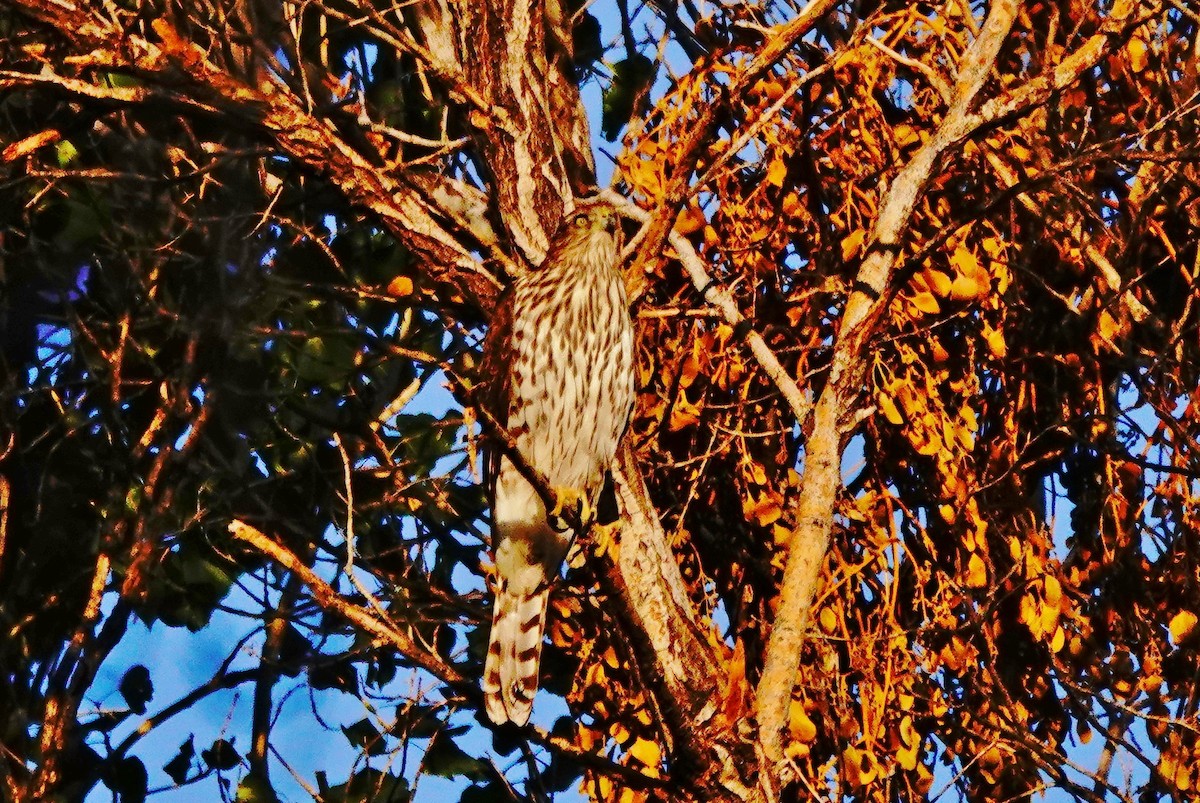 Cooper's Hawk - ML268869471