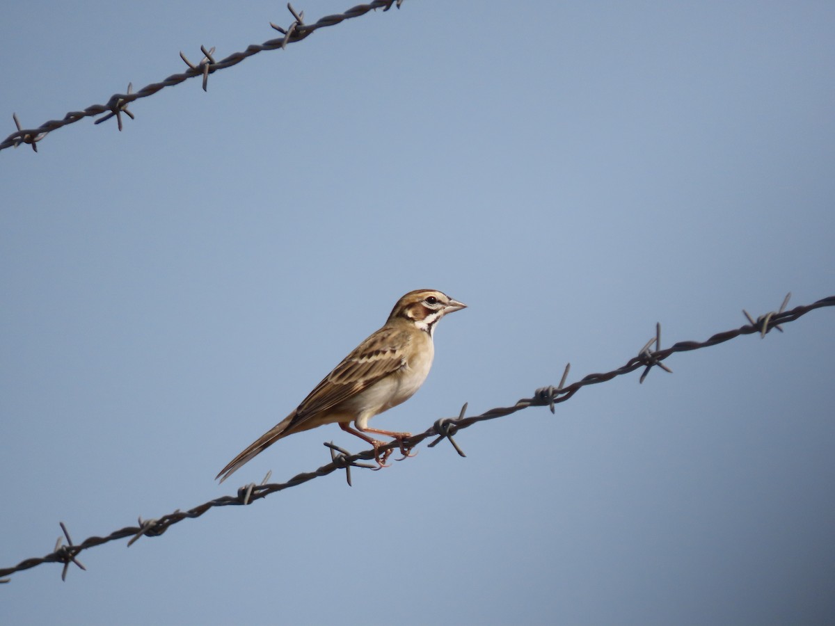 Lark Sparrow - ML268870891