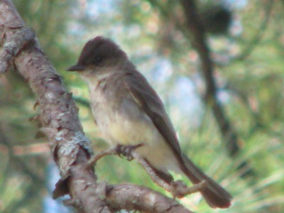 Eastern Phoebe - ML268871641