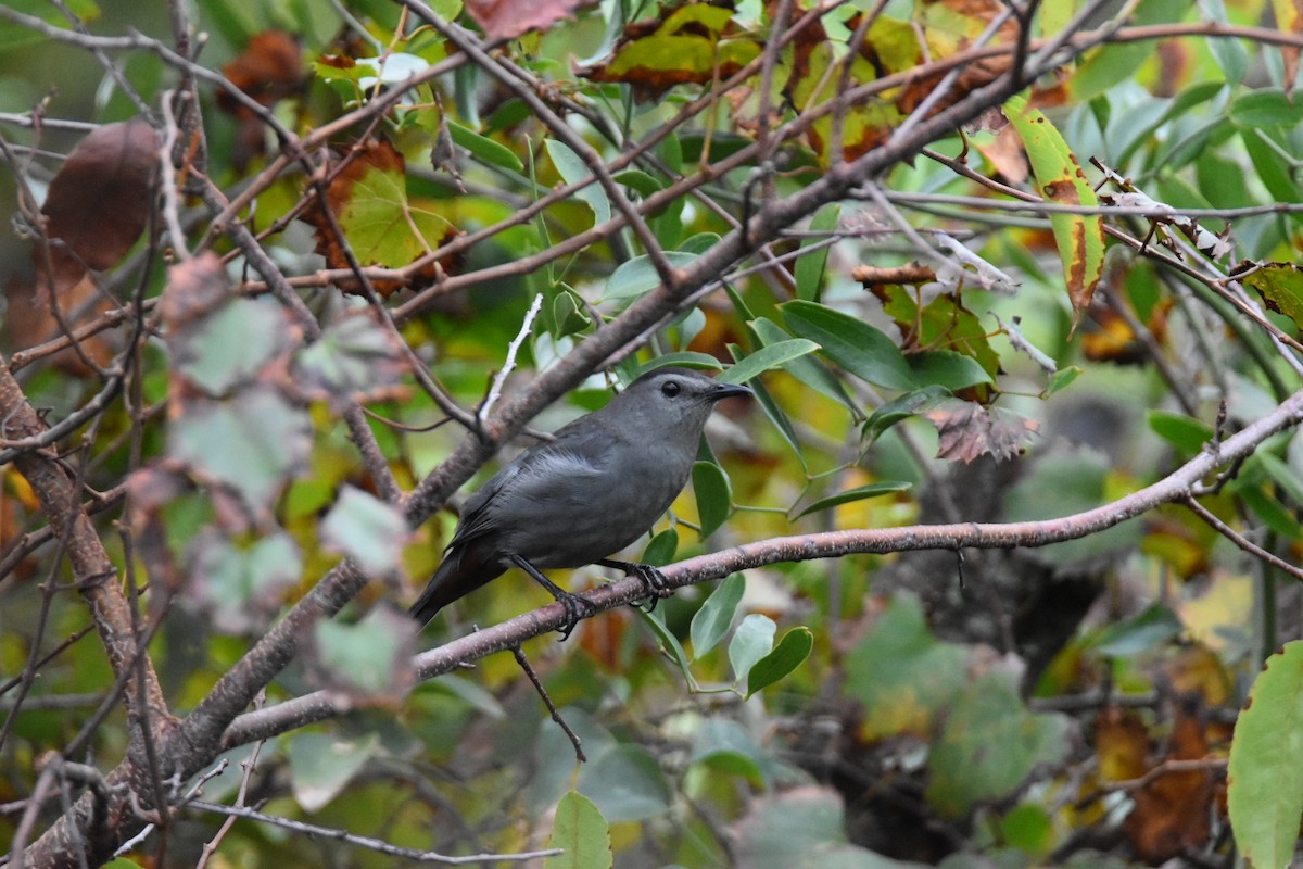 Gray Catbird - ML268872081