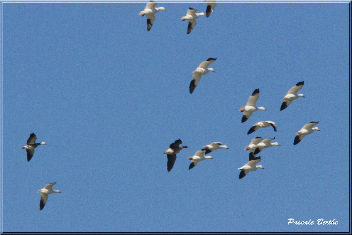 Pink-footed Goose - ML26887271