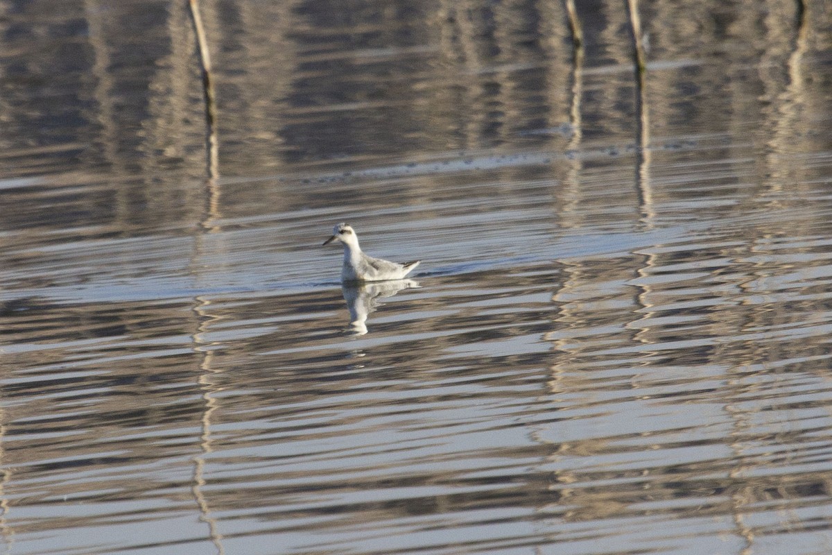 Red Phalarope - Anonymous