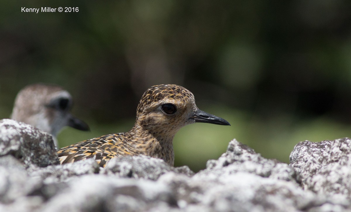 Pacific Golden-Plover - ML26887451