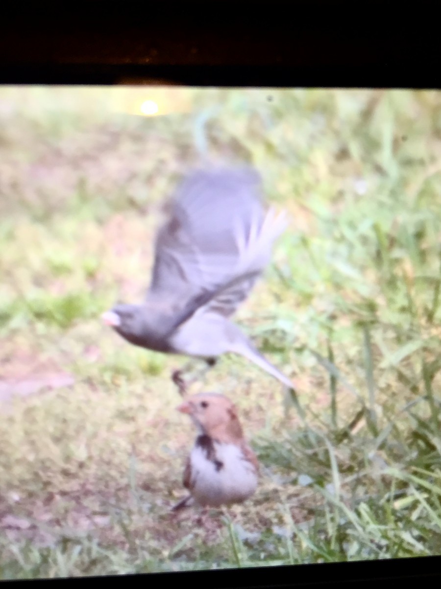 Harris's Sparrow - ML268875041