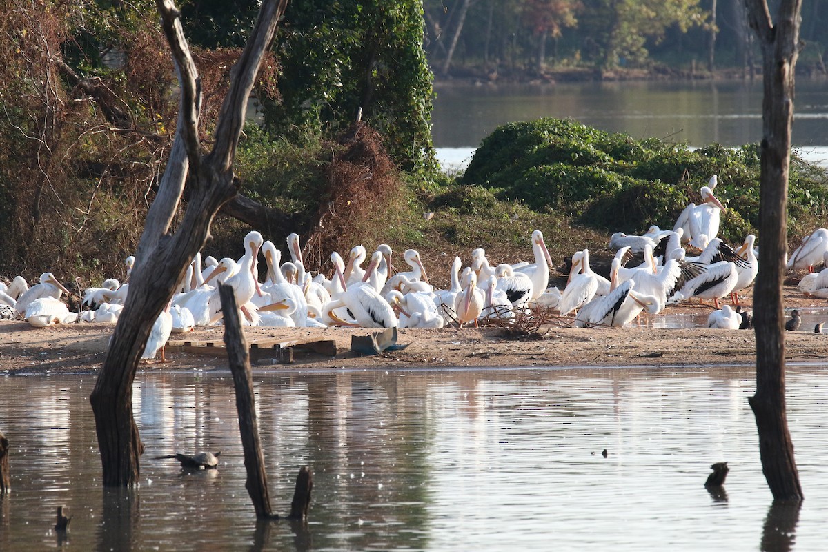 American White Pelican - ML268876171