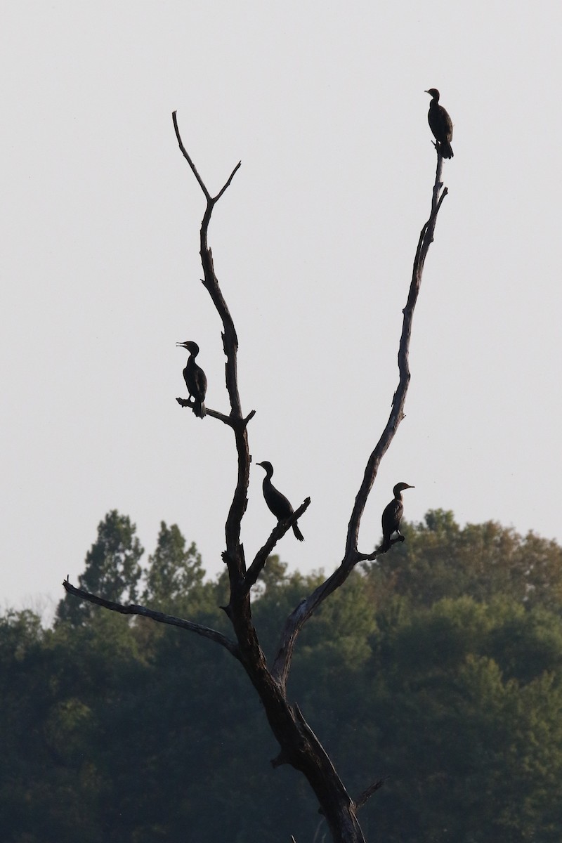 Double-crested Cormorant - ML268876431