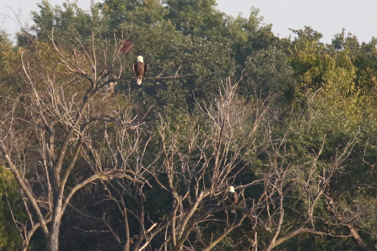 Bald Eagle - ML268876481