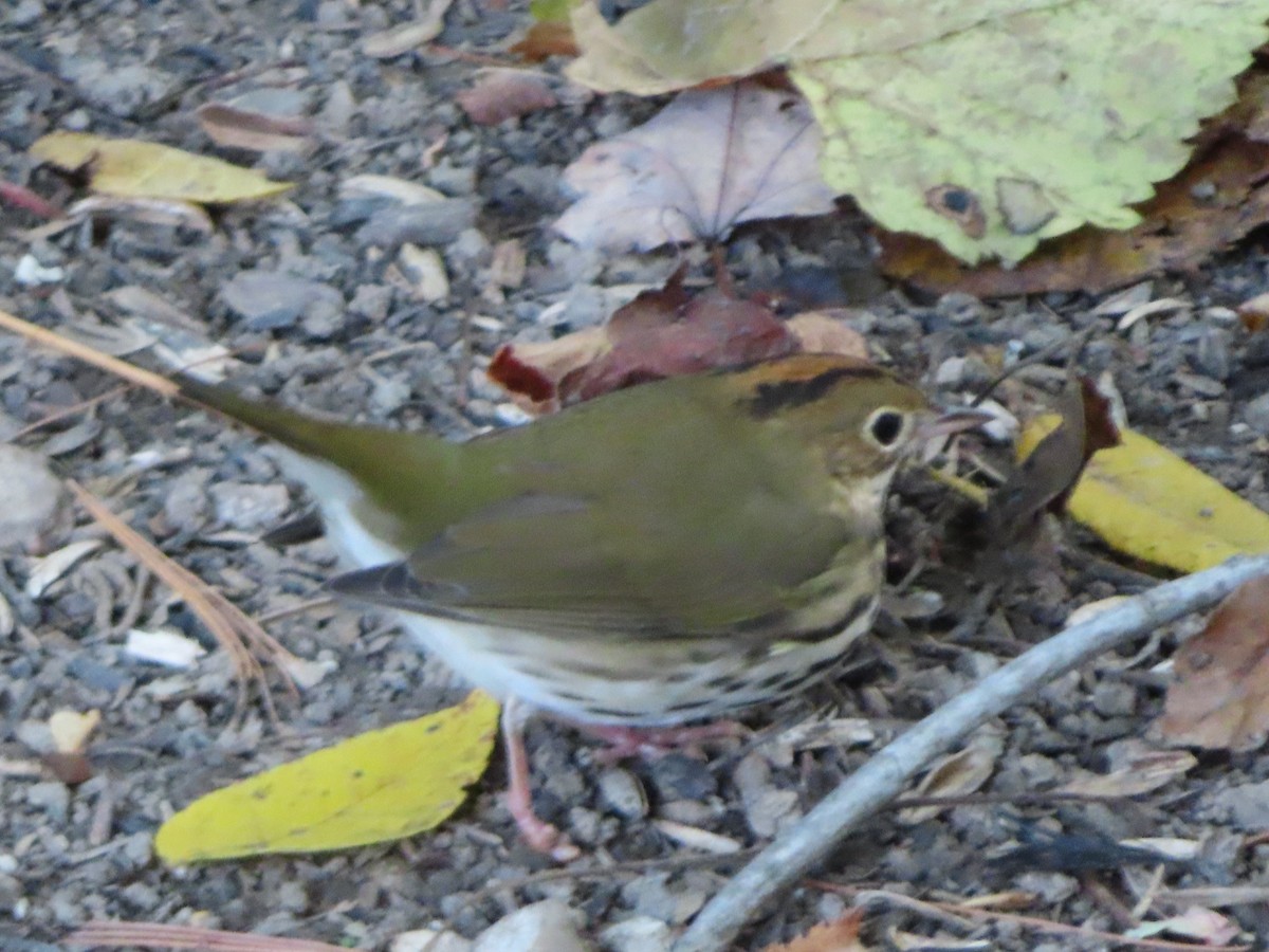 Ovenbird - ML268876761