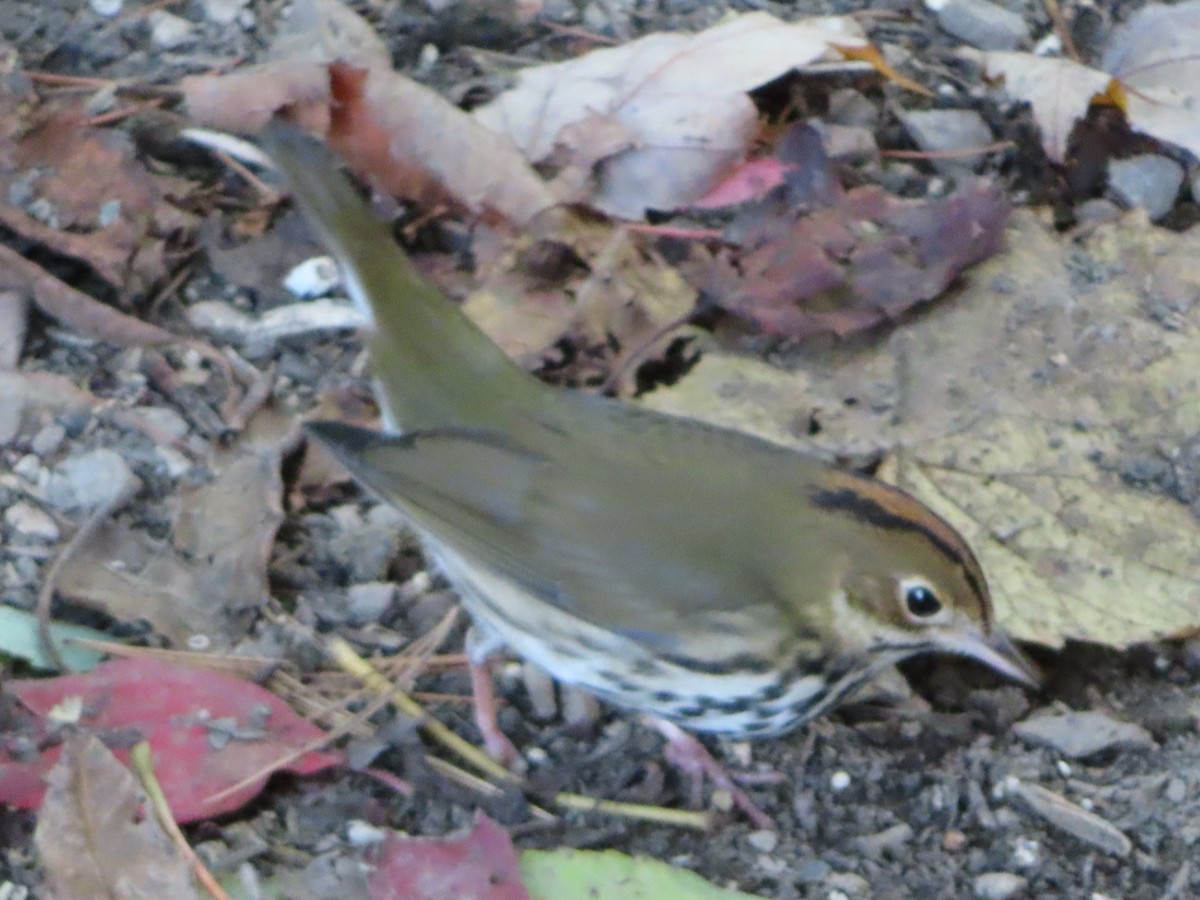 Ovenbird - ML268877281