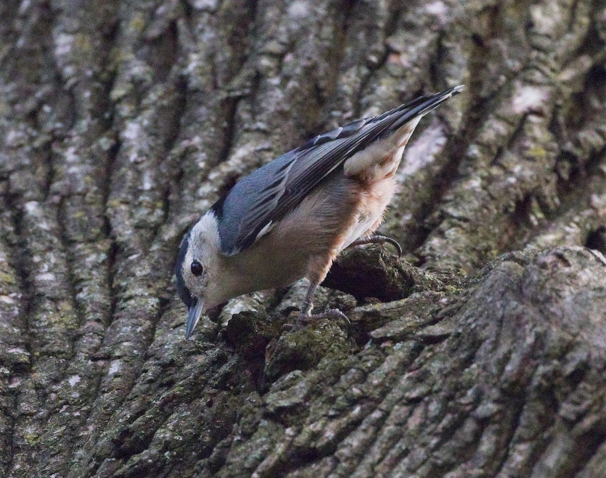 White-breasted Nuthatch - ML268879131