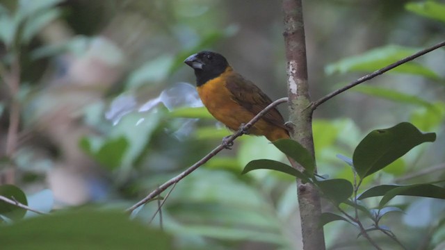 Red-and-black Grosbeak - ML268882821