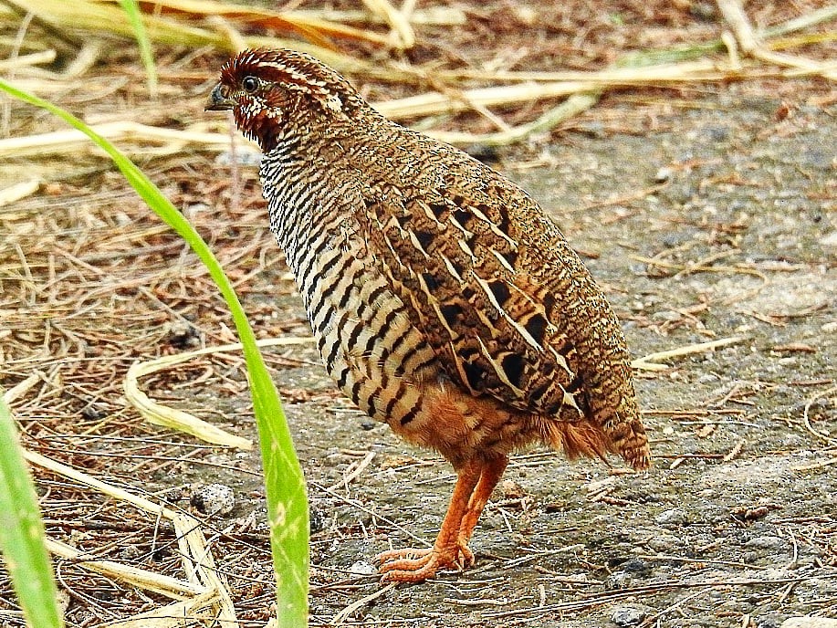 Jungle Bush-Quail - ML268882941