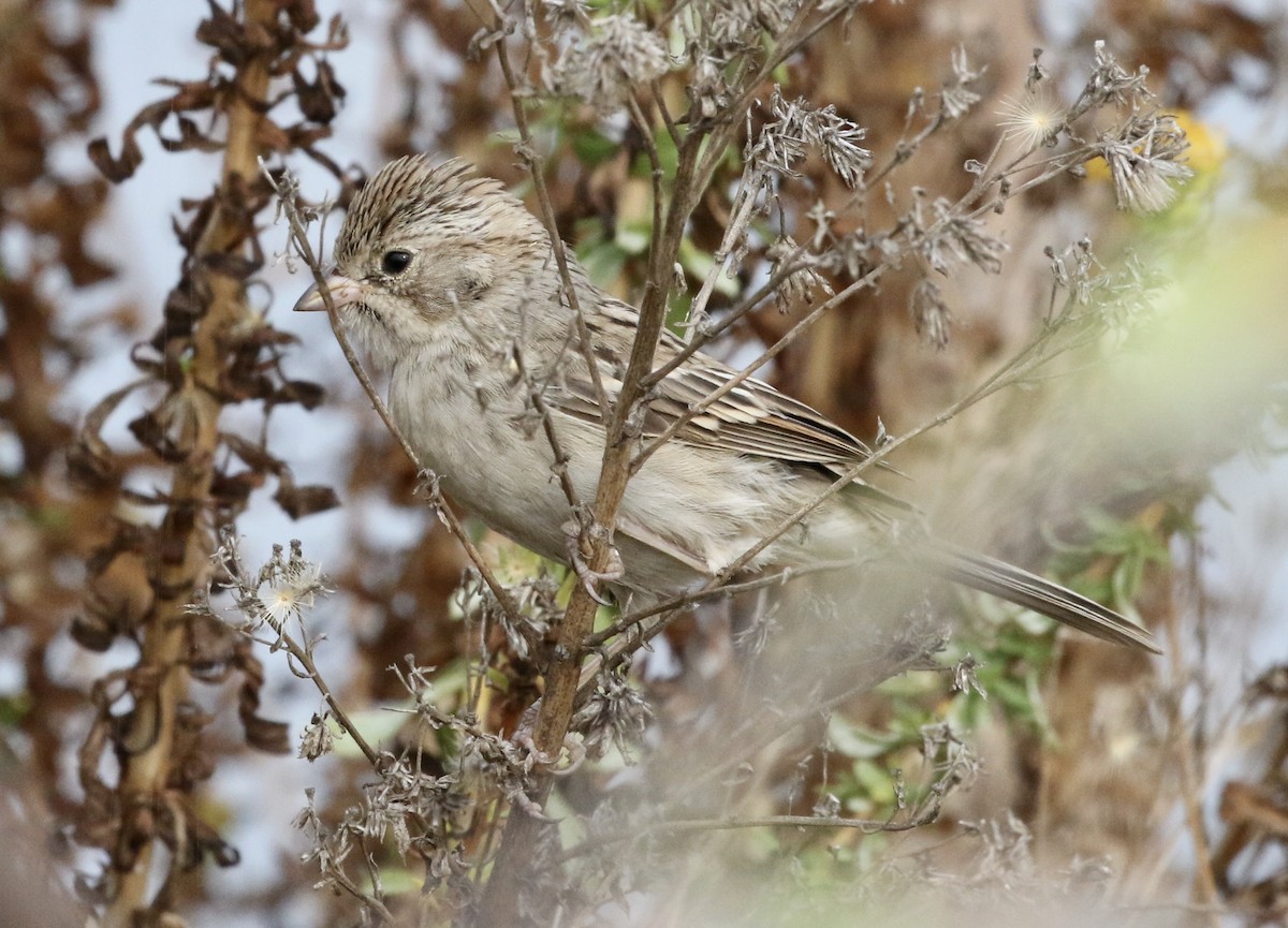 Brewer's Sparrow - John Bruin