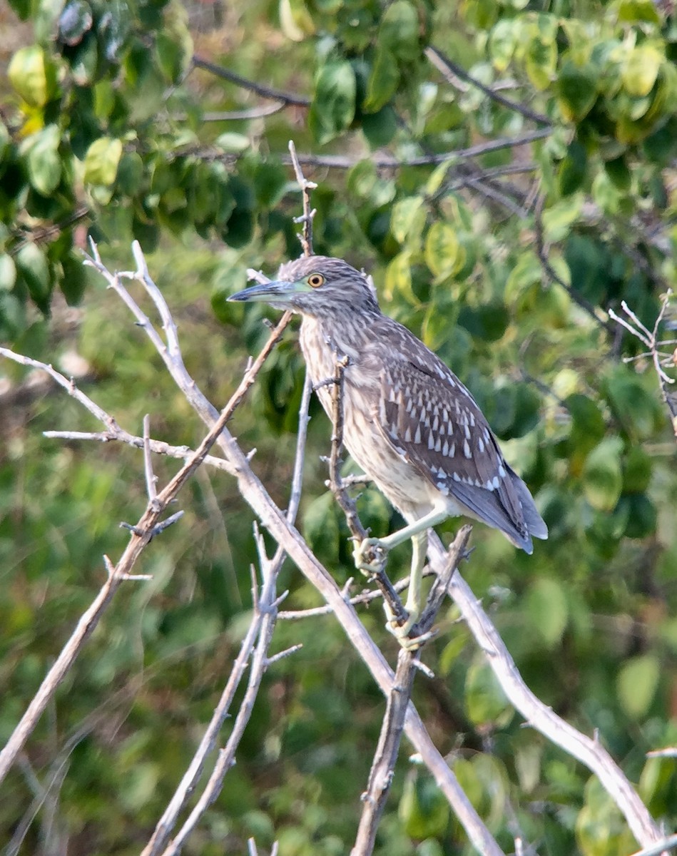 Black-crowned Night Heron - ML268886721