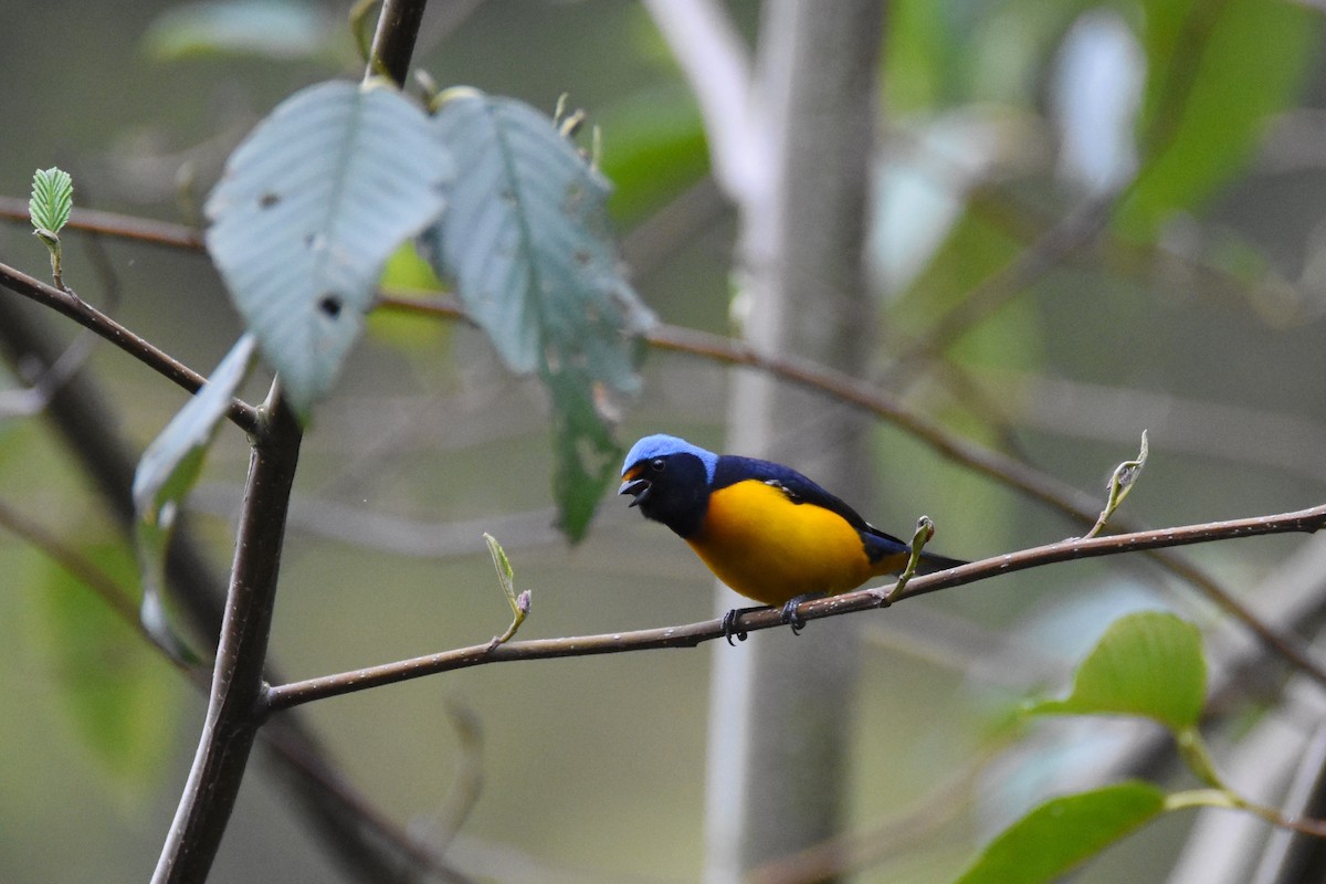 Elegant Euphonia - ML26888701