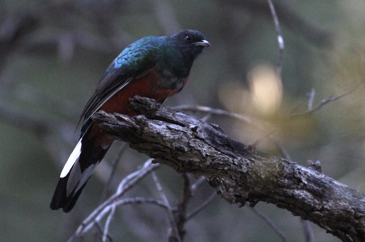 Eared Quetzal - ML268888061