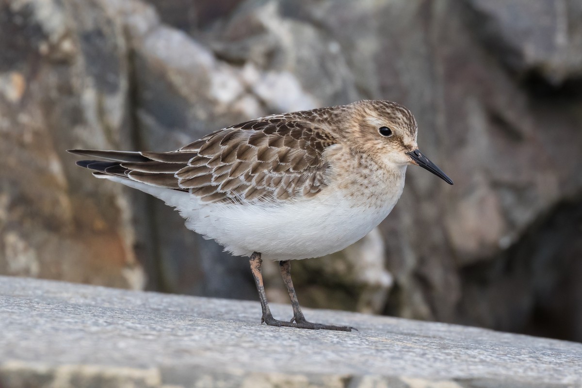 Baird's Sandpiper - Lyall Bouchard