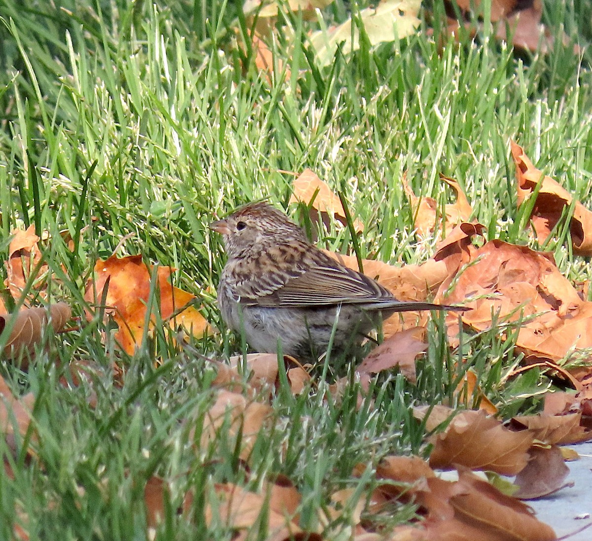 Chipping Sparrow - ML268888921