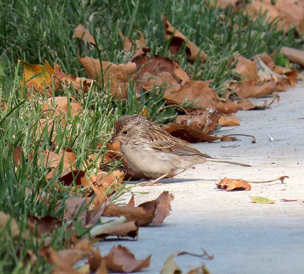 Chipping Sparrow - ML268888941