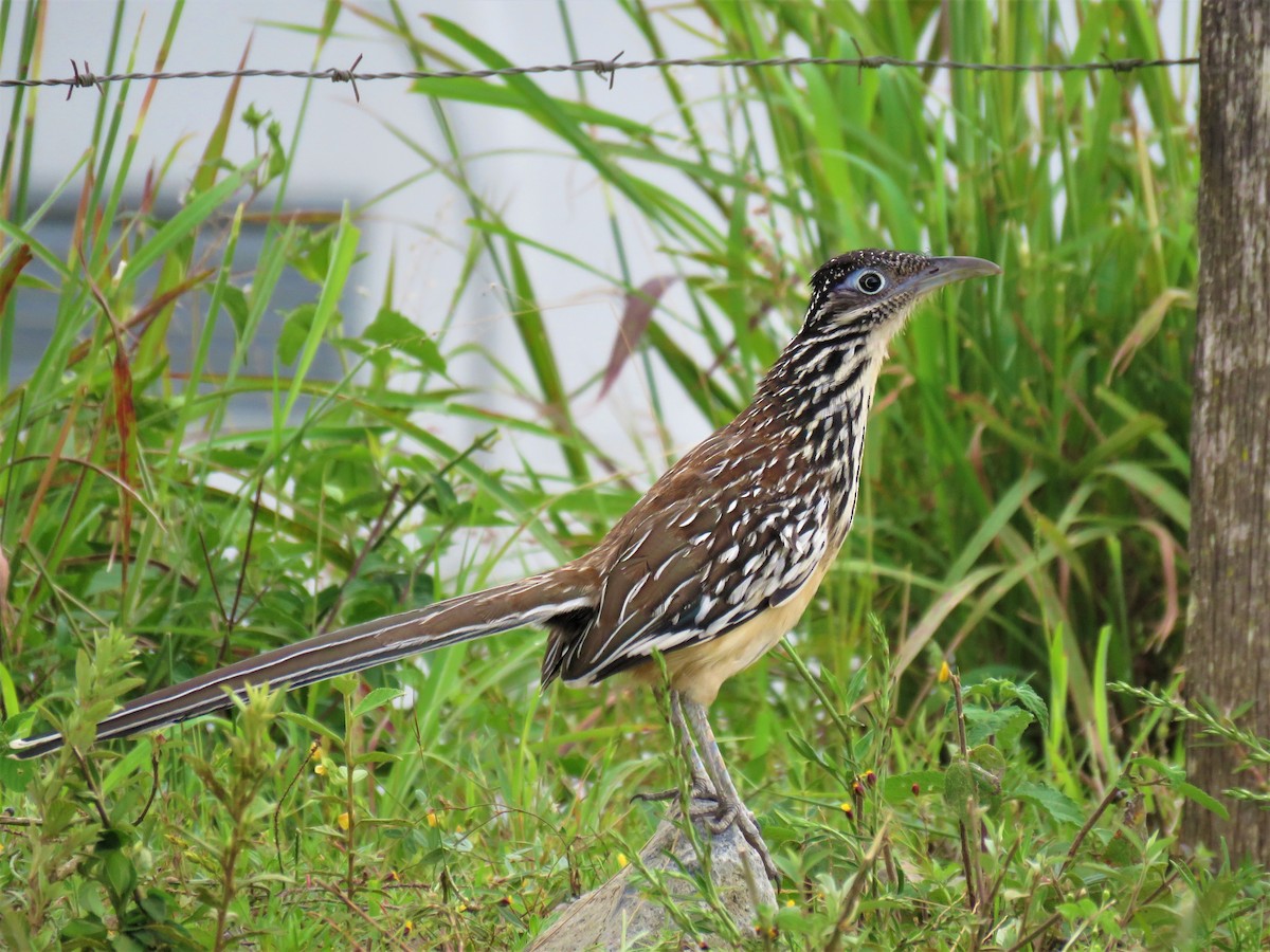 Lesser Roadrunner - ML268889641