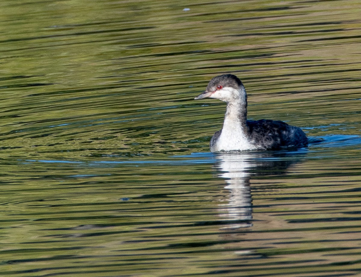 Horned Grebe - Louisa Evers