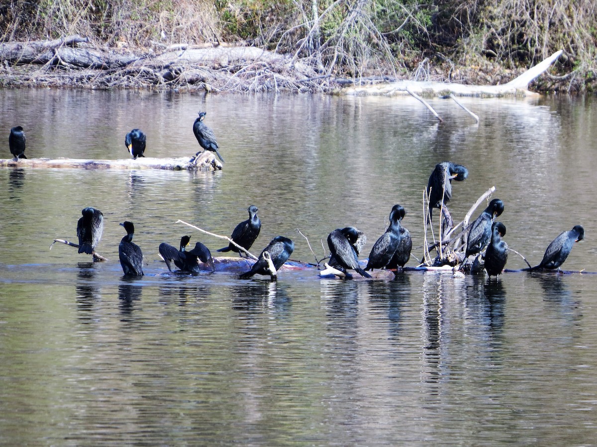 Double-crested Cormorant - ML26889341