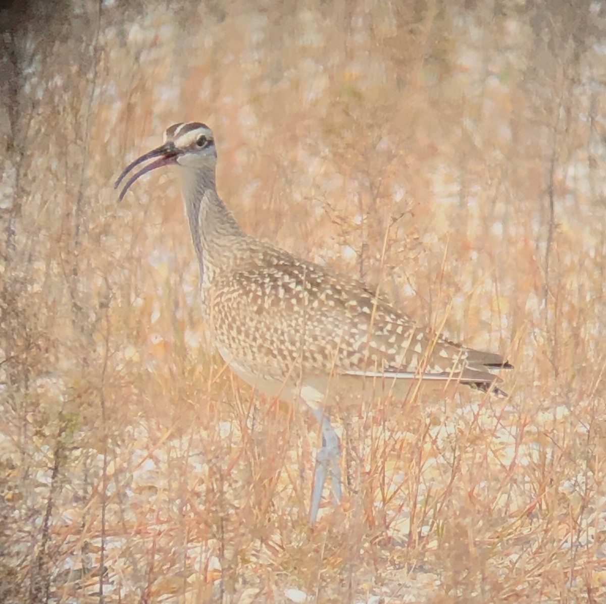 Whimbrel - ML268895681