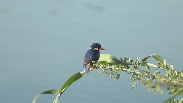 Malachite Kingfisher - ML268897151