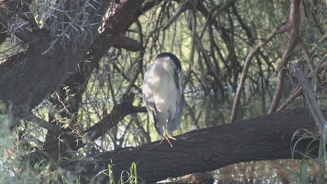 אנפת לילה - ML268897291