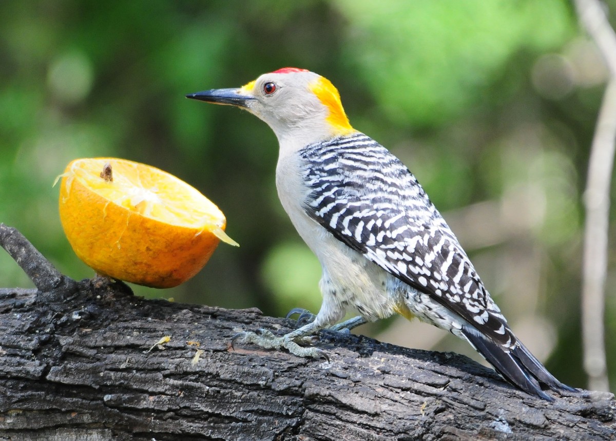 Golden-fronted Woodpecker - ML268897331