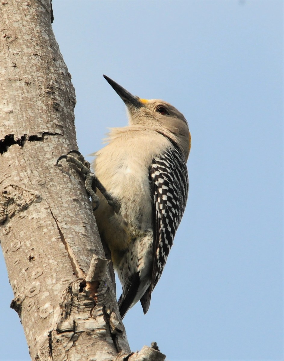 Golden-fronted Woodpecker - ML268898131