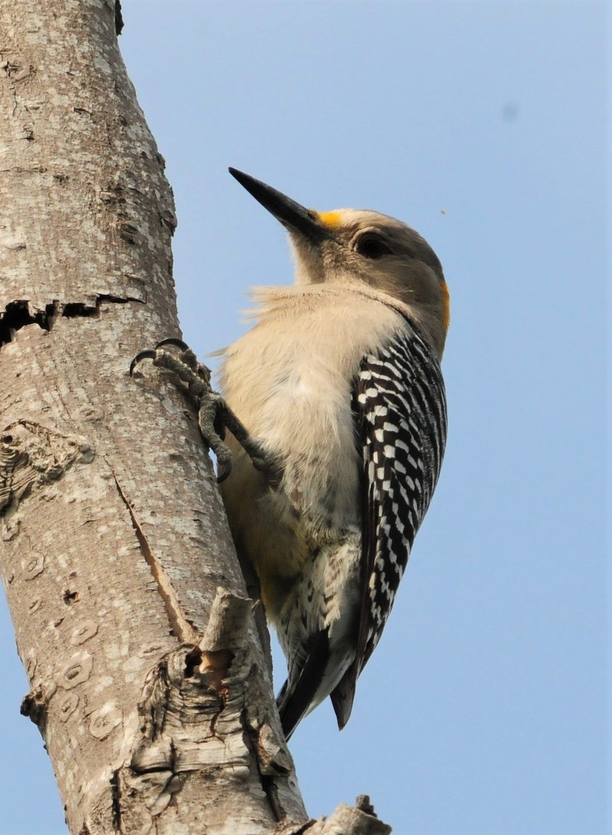 Golden-fronted Woodpecker - ML268898151