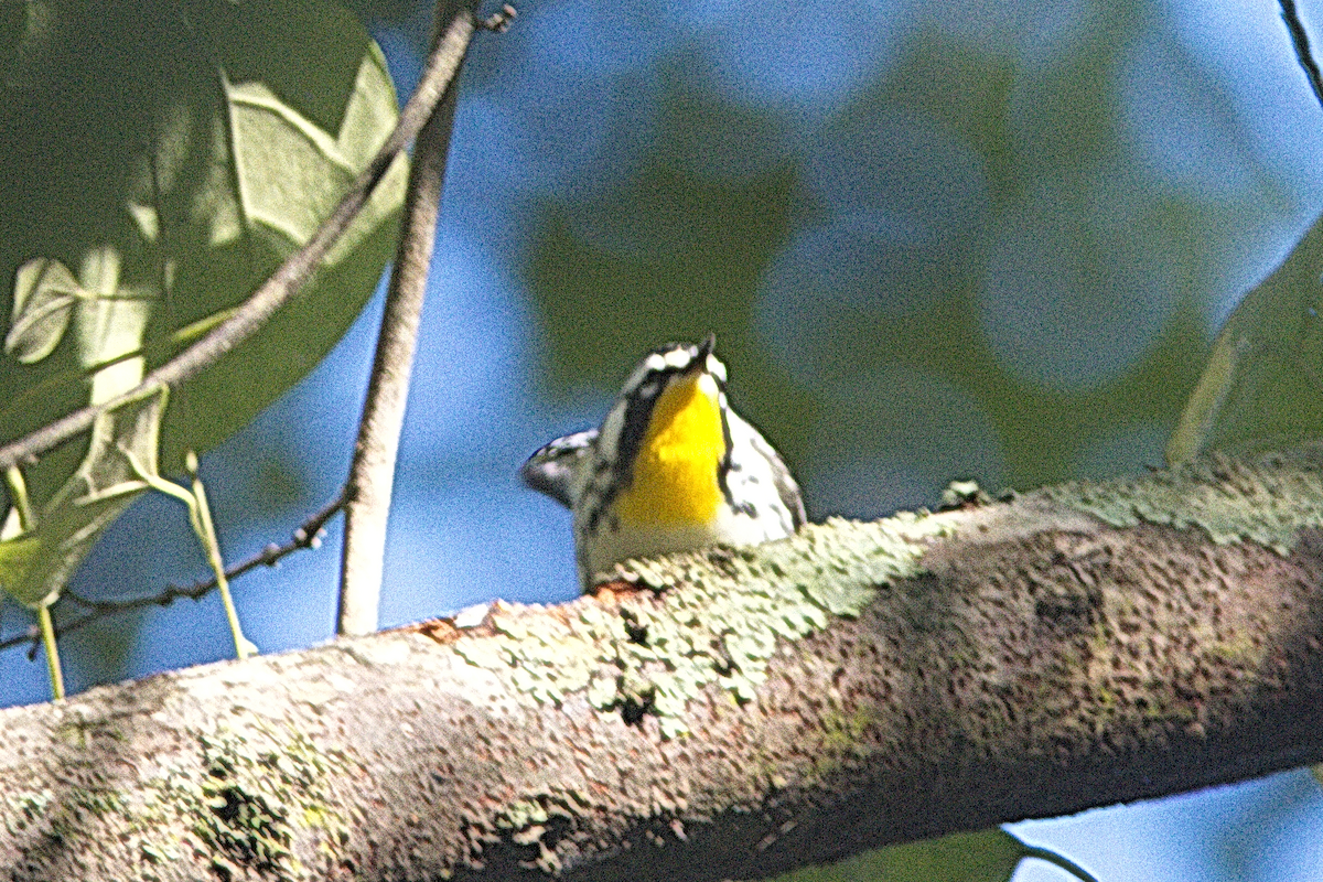 Yellow-throated Warbler - ML268898851