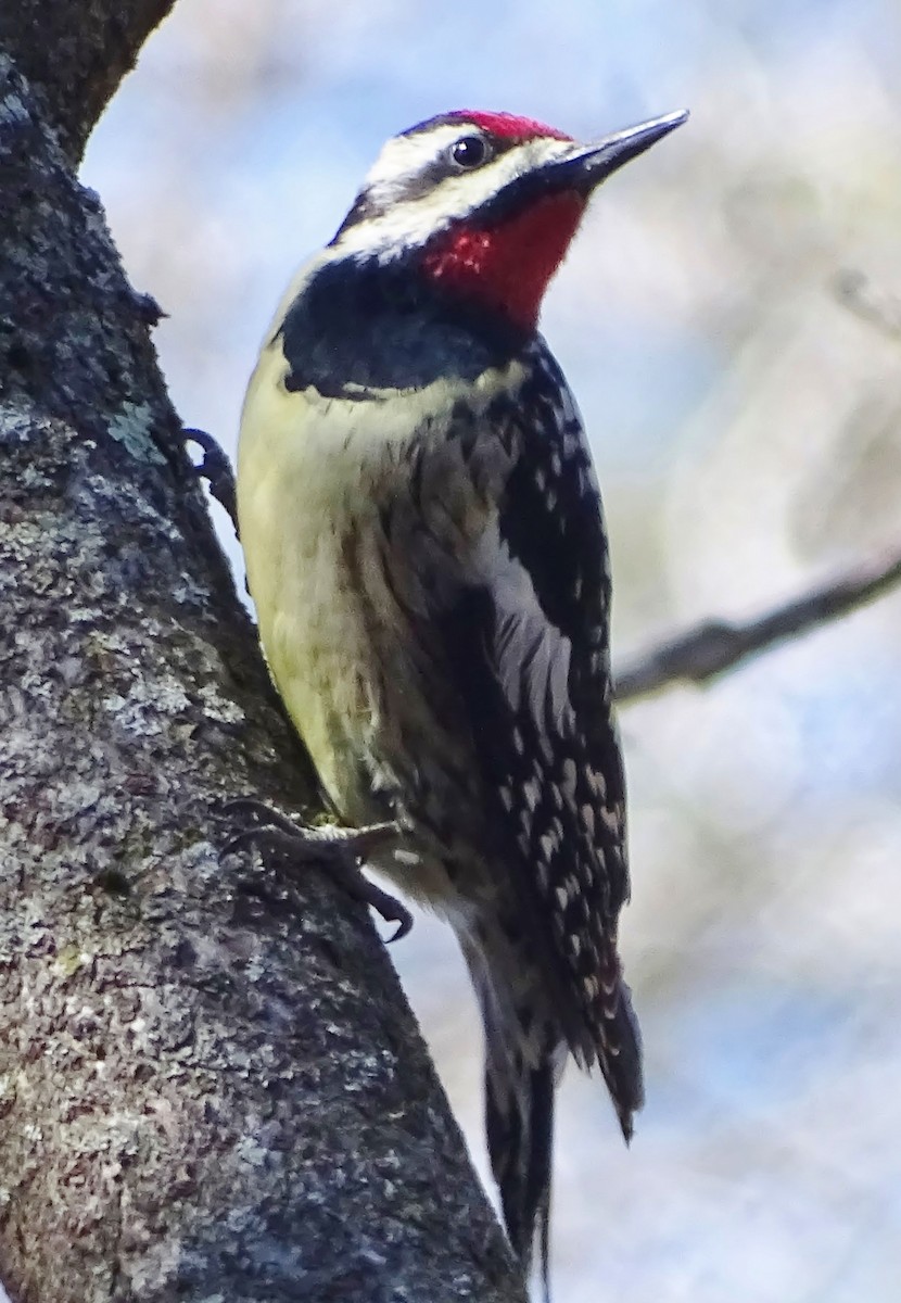 Yellow-bellied Sapsucker - ML26890171