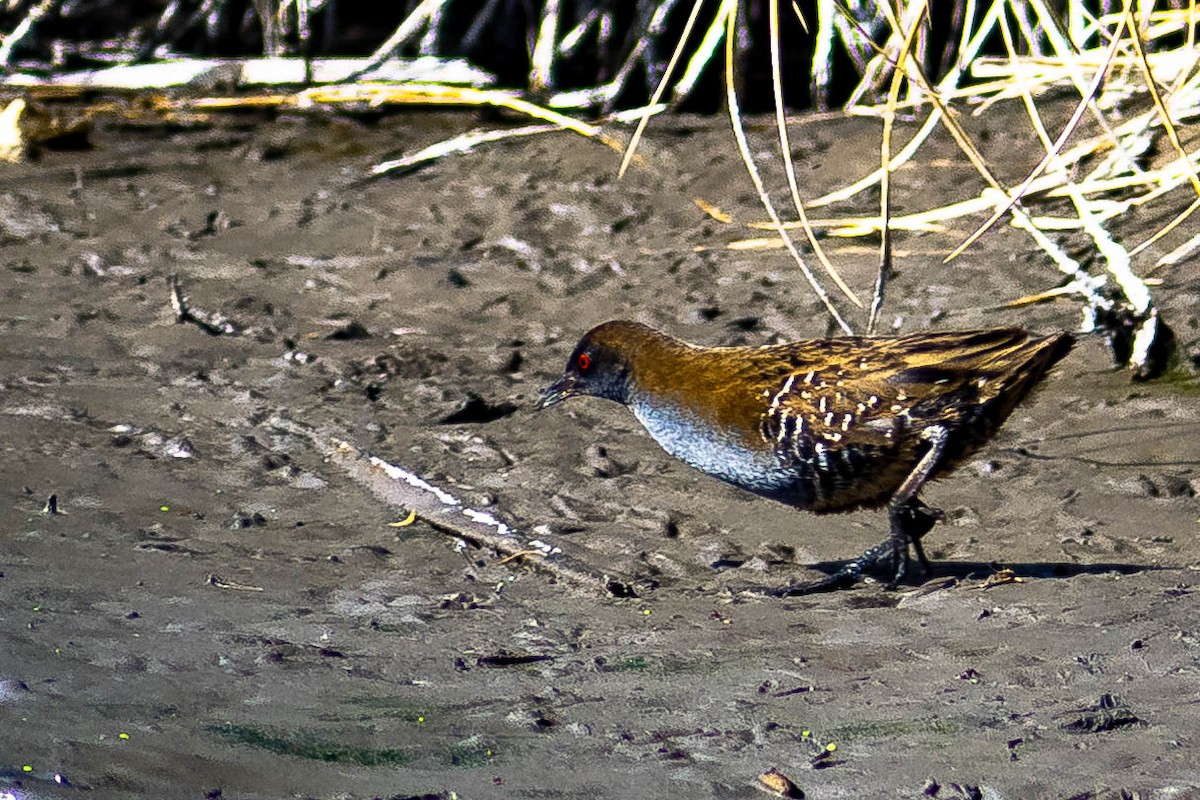 Dot-winged Crake - ML268902031