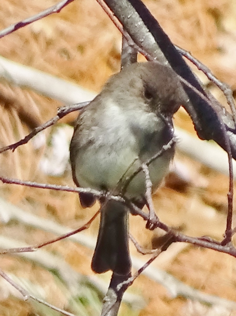 Eastern Phoebe - Shirley Zundell