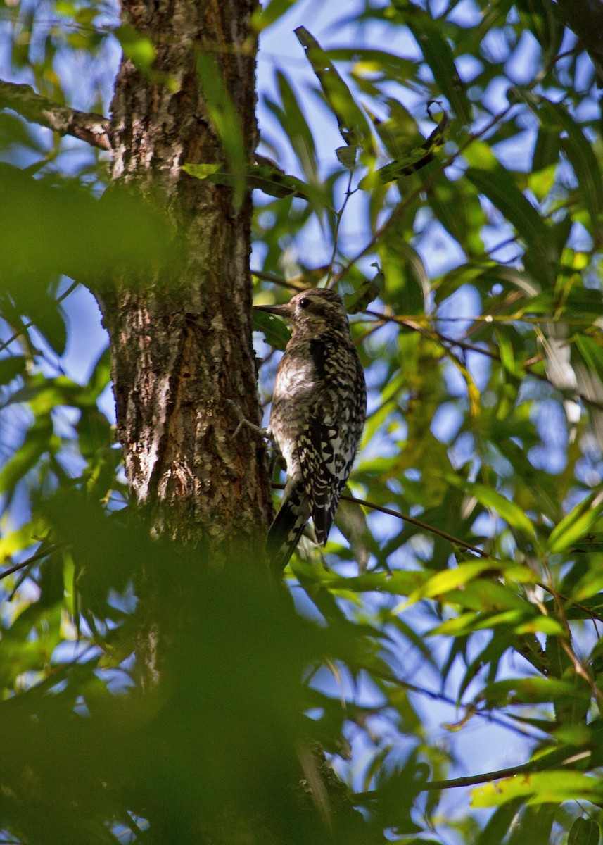 Yellow-bellied Sapsucker - ML268902121