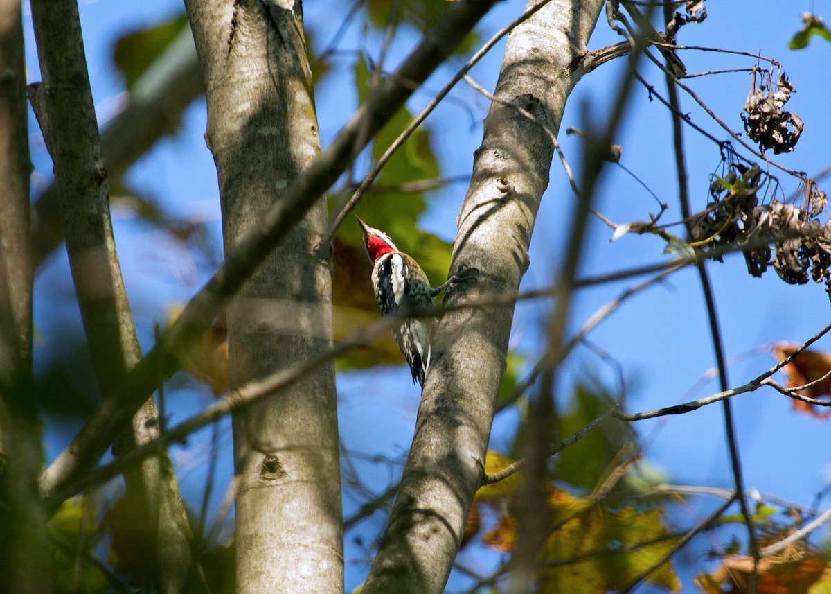 Yellow-bellied Sapsucker - N. Wade Snyder