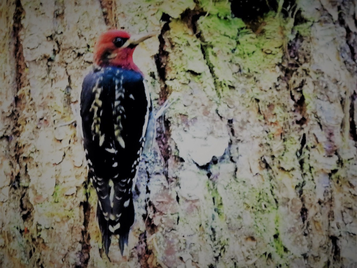 Red-breasted Sapsucker - ML268903341