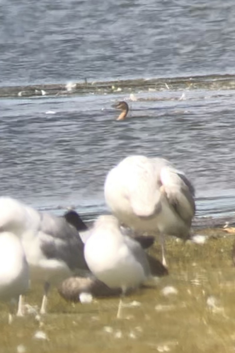 Pied-billed Grebe - ML268905491