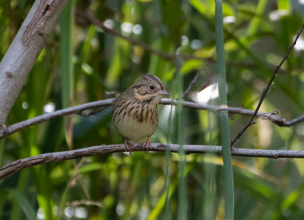 Lincoln's Sparrow - Philip Georgakakos