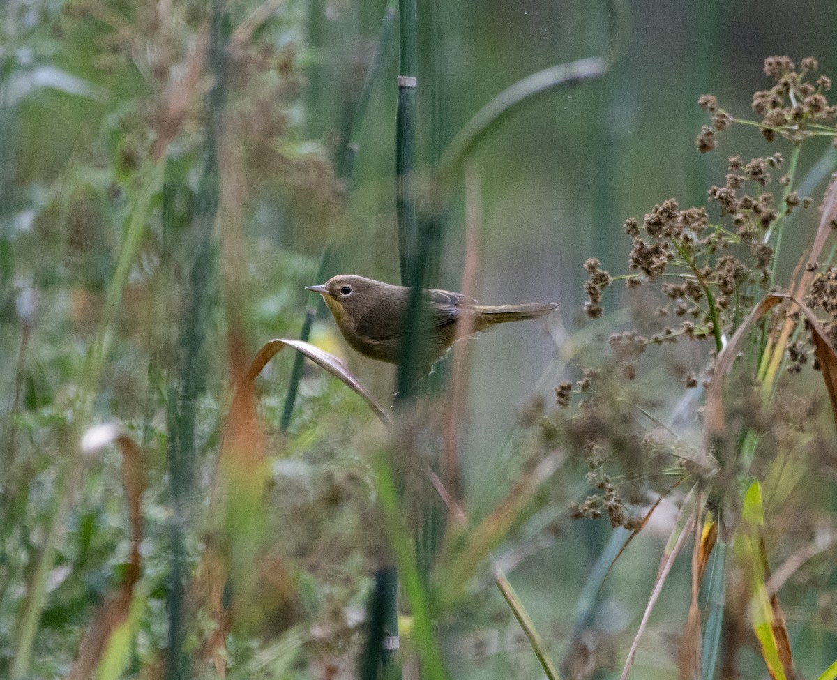 Weidengelbkehlchen - ML268905621