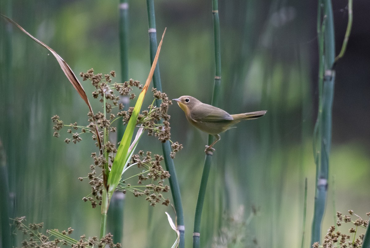 Weidengelbkehlchen - ML268905631