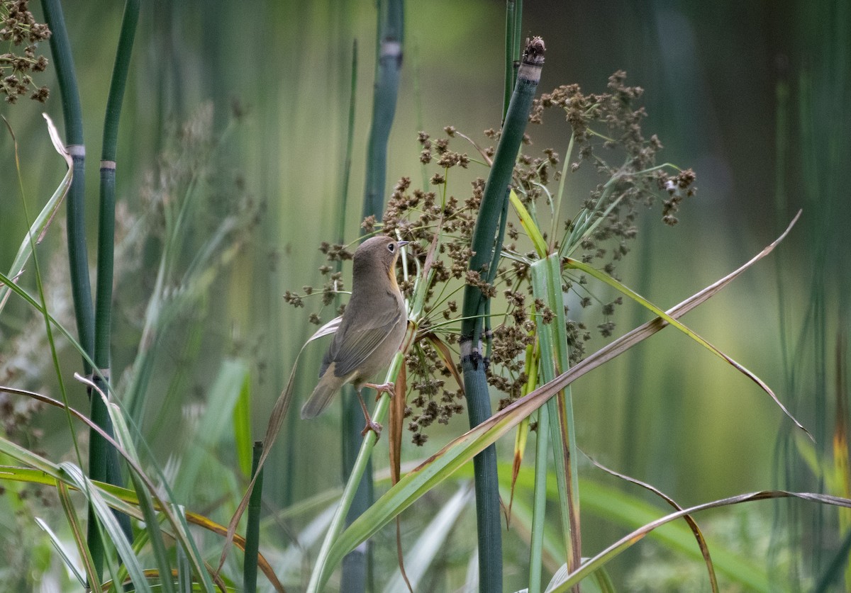 Common Yellowthroat - ML268905641