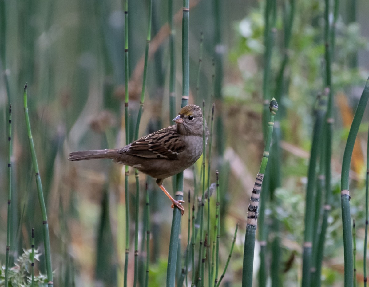 Golden-crowned Sparrow - Philip Georgakakos
