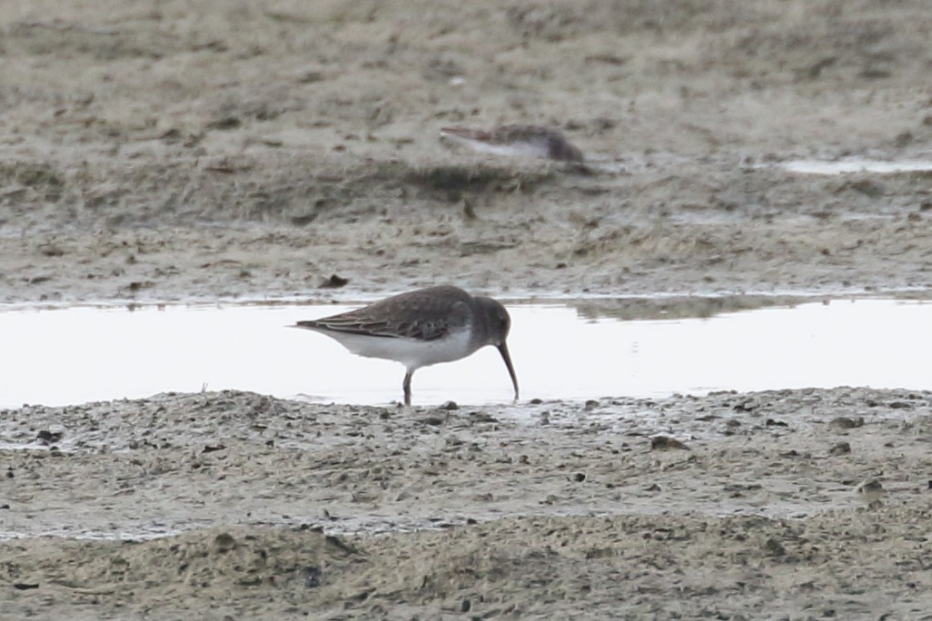 Dunlin - ML268905721